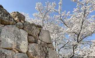 桜と竹田城跡の石垣（春）