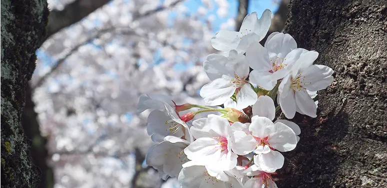 満開を迎えたソメイヨシノ（桜）の花